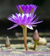 Blume Blume